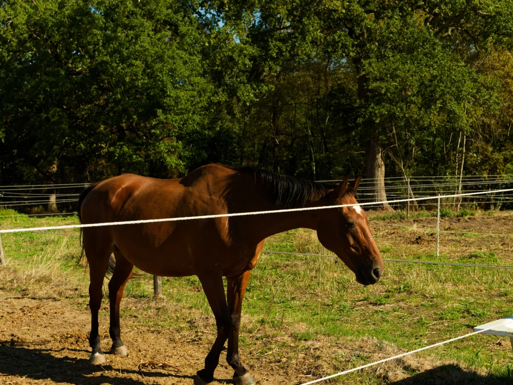 Cheval au pré dans une prairie du domaine