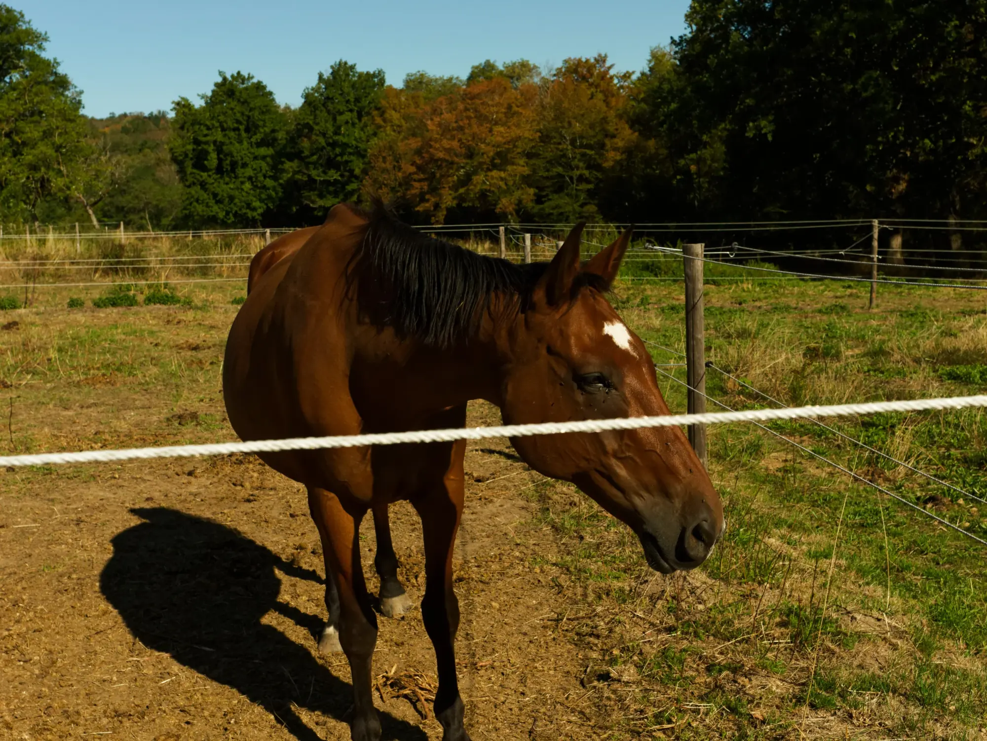 Cheval du Haras du Rochastier, en lumière automnale
